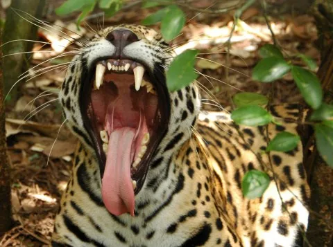 Jaguar showing powerful jaw and long thick canine teeth