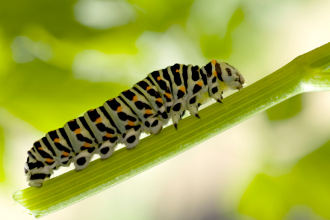 A green and black caterpillar on a leaf, the larva stage of butterfly metamorphosis