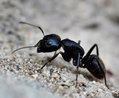 Close up of a black ant