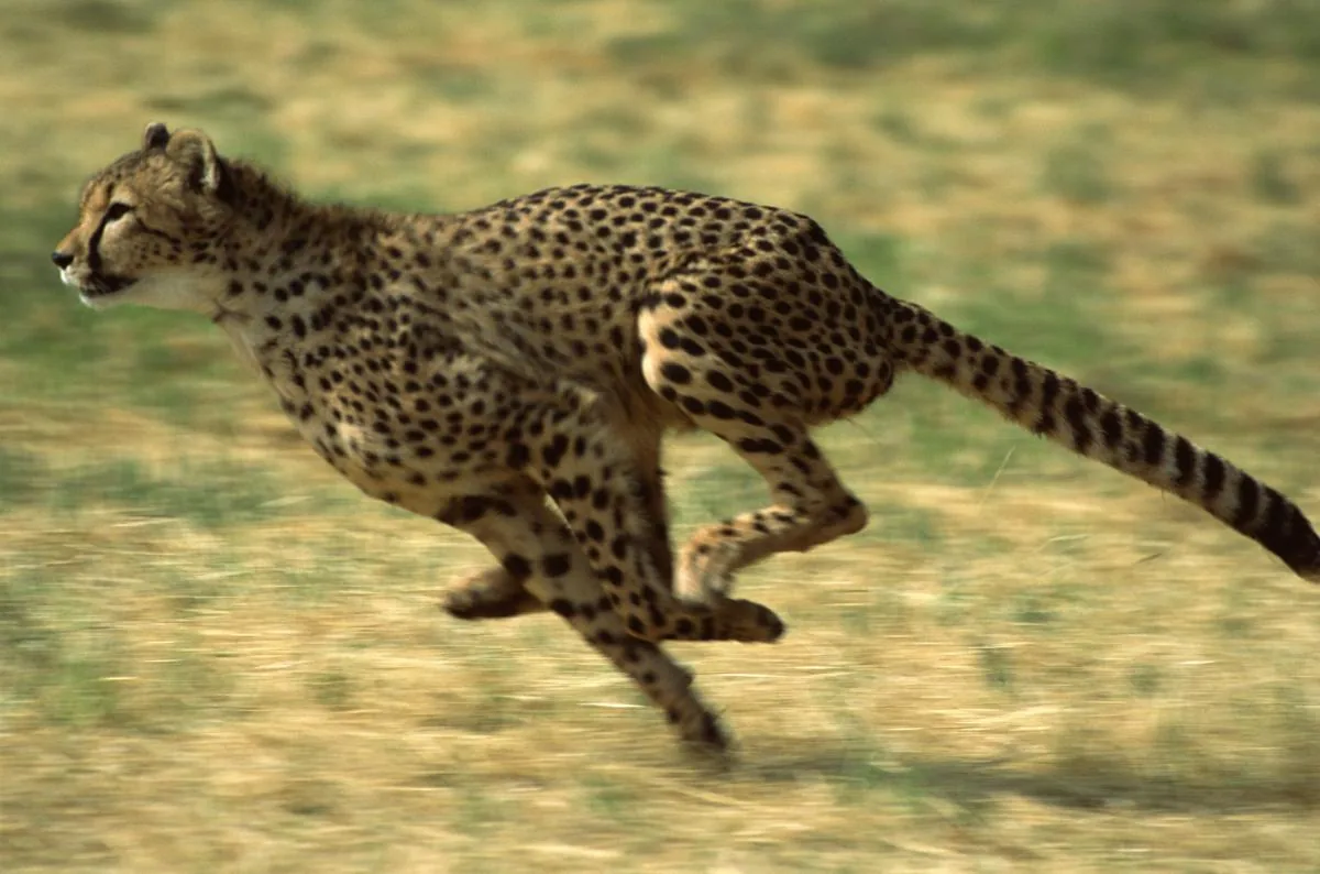 Side view of a cheetah running at full sprint across open ground