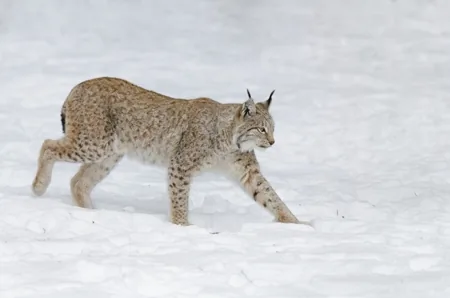 A bobcat in a snow-covered region
