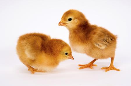 Baby chick newborn