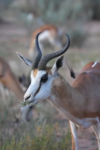 Springbok antelope