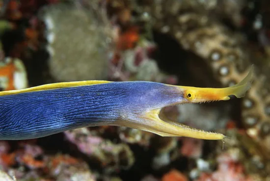 Ribbon Eel, a blue-colored animal