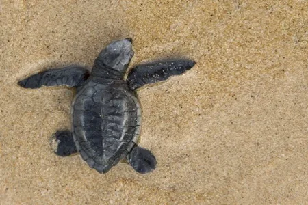 Loggerhead Turtle (Caretta caretta)