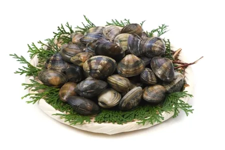 Manila Clams, small, striped tan shells