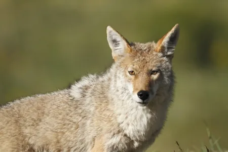Western coyote with intense stare, sharp focus