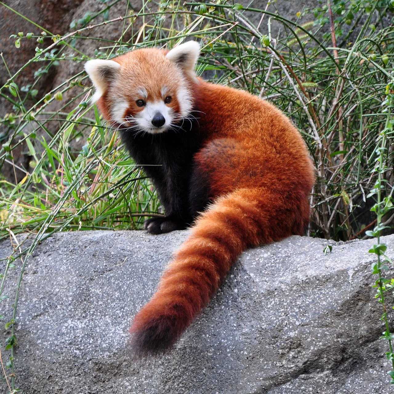 Red panda showing its long, bushy ringed tail, used for balance and warmth