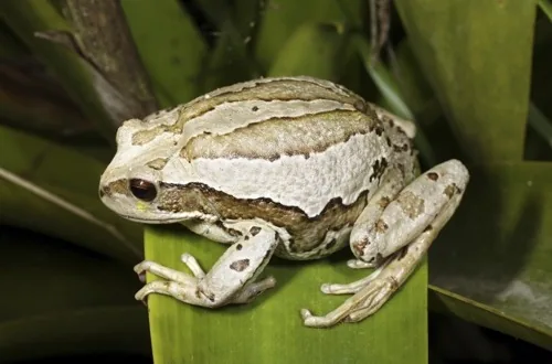 Andean marsupial tree frog - Gastrotheca riobambae