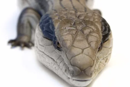 Pygmy Blue-tongue Lizard (Tiliqua adelaidensis)