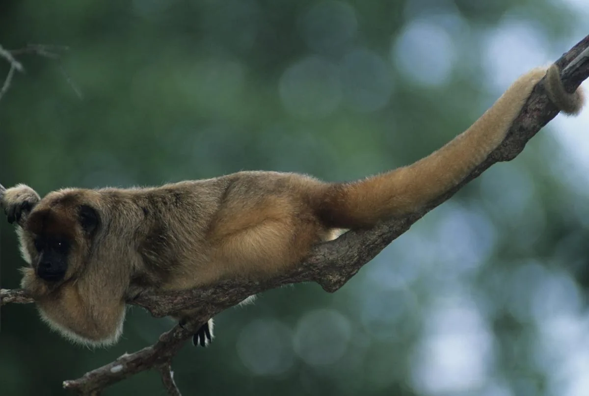 Gold Howler Monkey hanging upside down