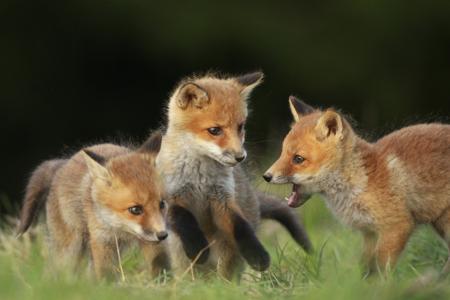 A red fox in the wild, alert posture, full body visible in grassland