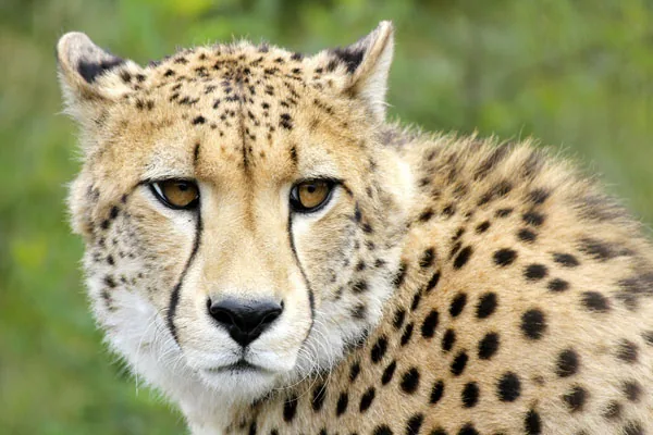 Close-up portrait of a cheetah showing its distinctive black tear-stripe markings