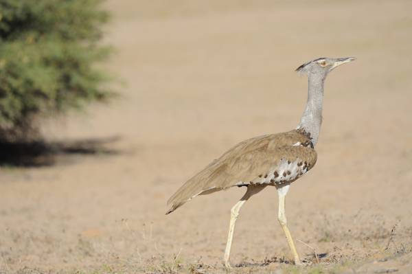 Nubian bustard standing in arid landscape