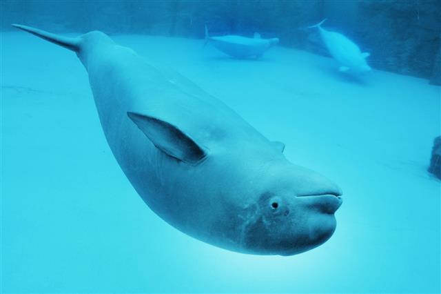 A beluga whale playing at the surface, note the lack of a dorsal fin