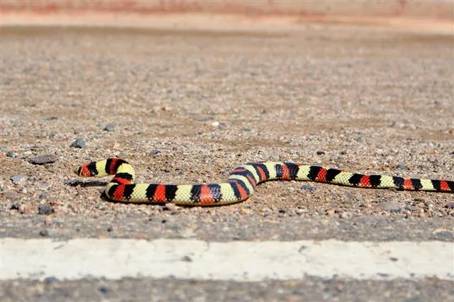Scarlet snake showing red and black banded pattern, a mimic of the venomous coral snake