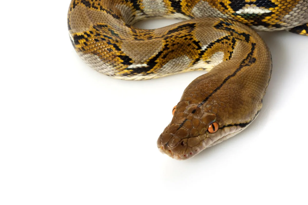 Close-up portrait of a reticulated python showing its distinctive scale pattern and amber eye