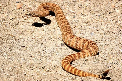 Western diamondback rattlesnake coiled on sand