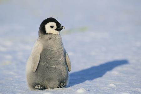 Baby penguin
