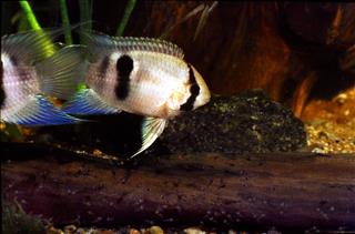 Keyhole Cichlid female