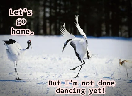 Dancing cranes