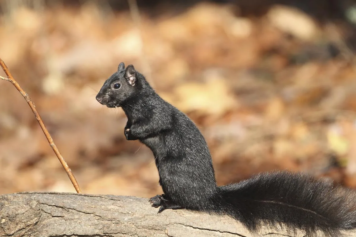 Gray squirrel sitting on a log in a park