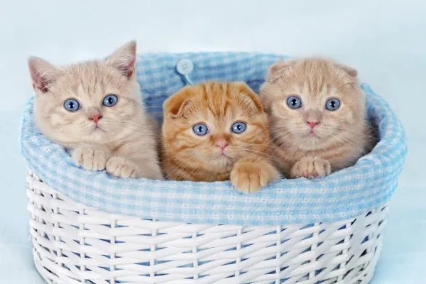 Cute kittens sitting in basket