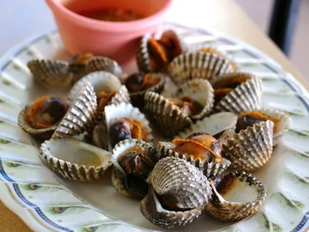 Ark Clam, squarish, ribbed shell typical of the Arcidae family
