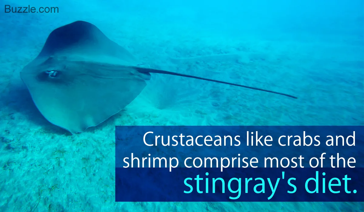 A stingray gliding through shallow ocean water