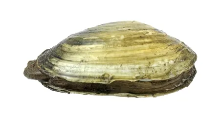 Soft-shell Clams, whitish, thin-shelled clams