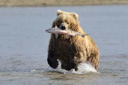 Brown bear carrying a salmon in its mouth while wading in a river