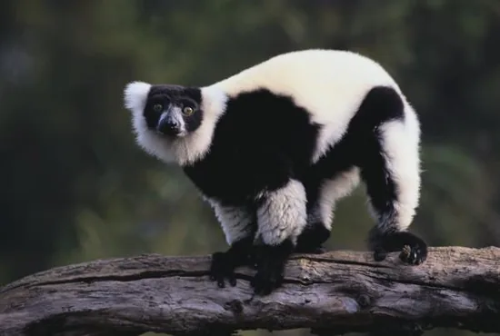 Black-and-white ruffed lemur