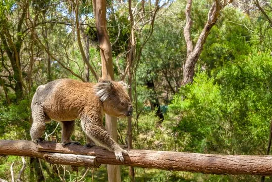 Koala in a tree