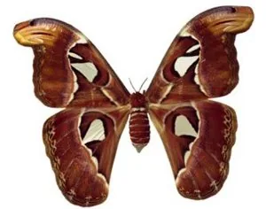 Atlas moth, a Saturniidae