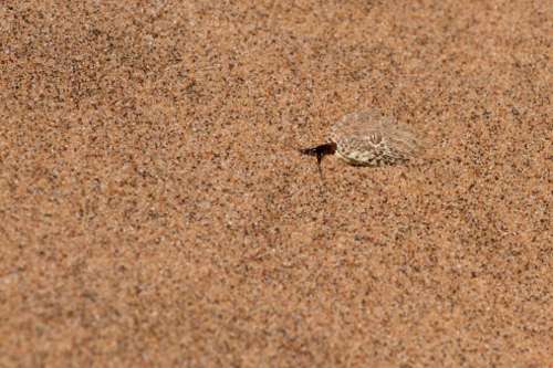 Peringuey's adder buried in desert sand