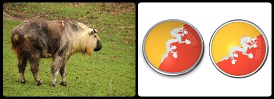 Takin, the national animal of Bhutan, and the Druk dragon