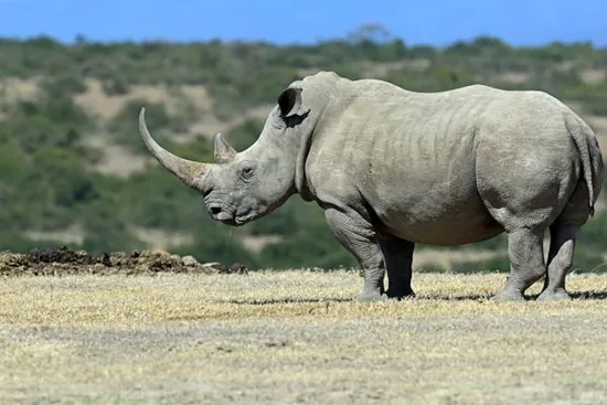 White rhino