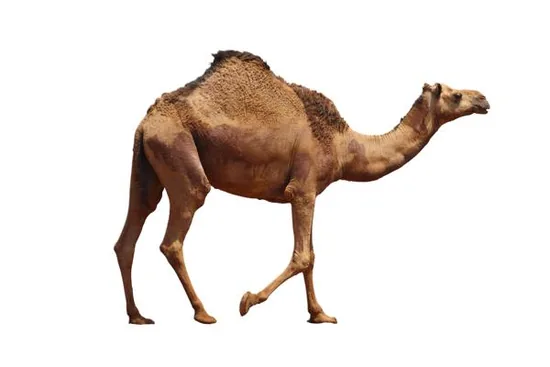 A camel walking across dry desert ground
