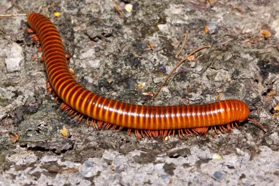 Millipede