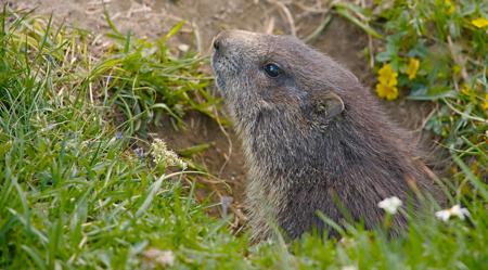 A groundhog peering out from its burrow hole in the ground