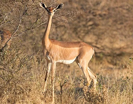 Gerenuk antelope standing on hind legs to reach leaves, with its distinctively long neck
