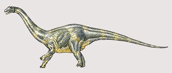 Cetiosaurus oxoniensis, a medium-sized sauropod found in England