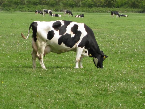 A cow standing in a pasture