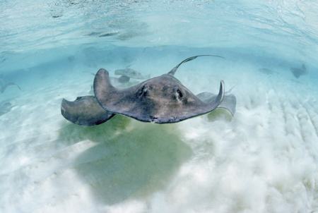 A stingray at Grand Cayman Island