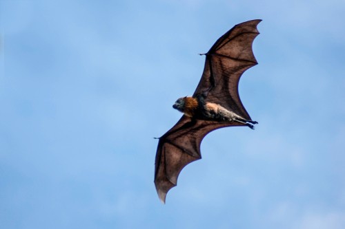 Gray-headed flying fox