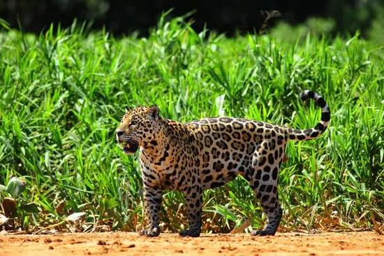 Jaguar