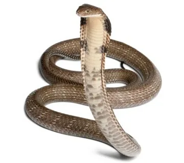 King Cobra