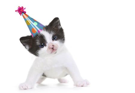 Funny birthday kitten