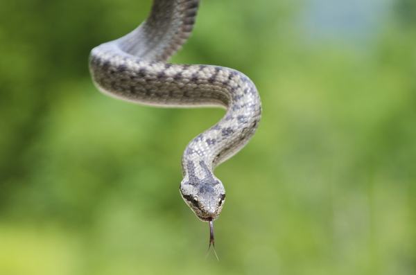 Southern Smooth Snake, a nonvenomous snake