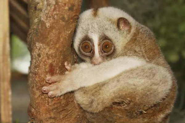 Slow loris